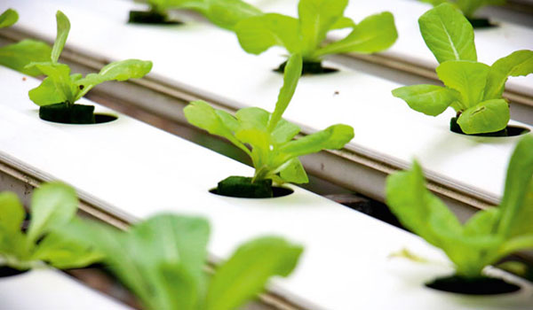 Extruded channels for soilless hydroponic cultivation